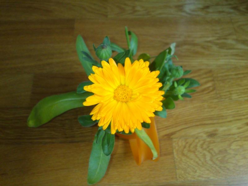 Calendula