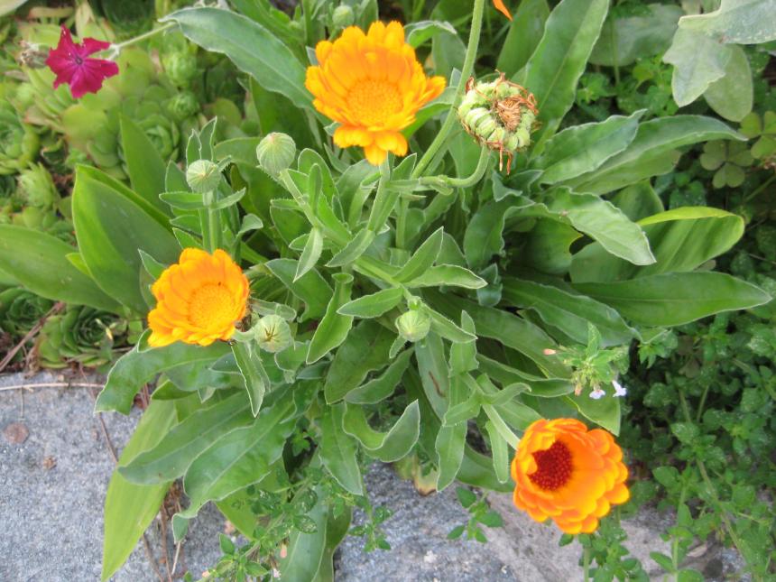 Calendula