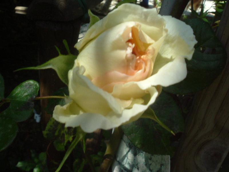 CALLA 021