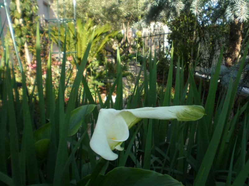 calla in proliferazione