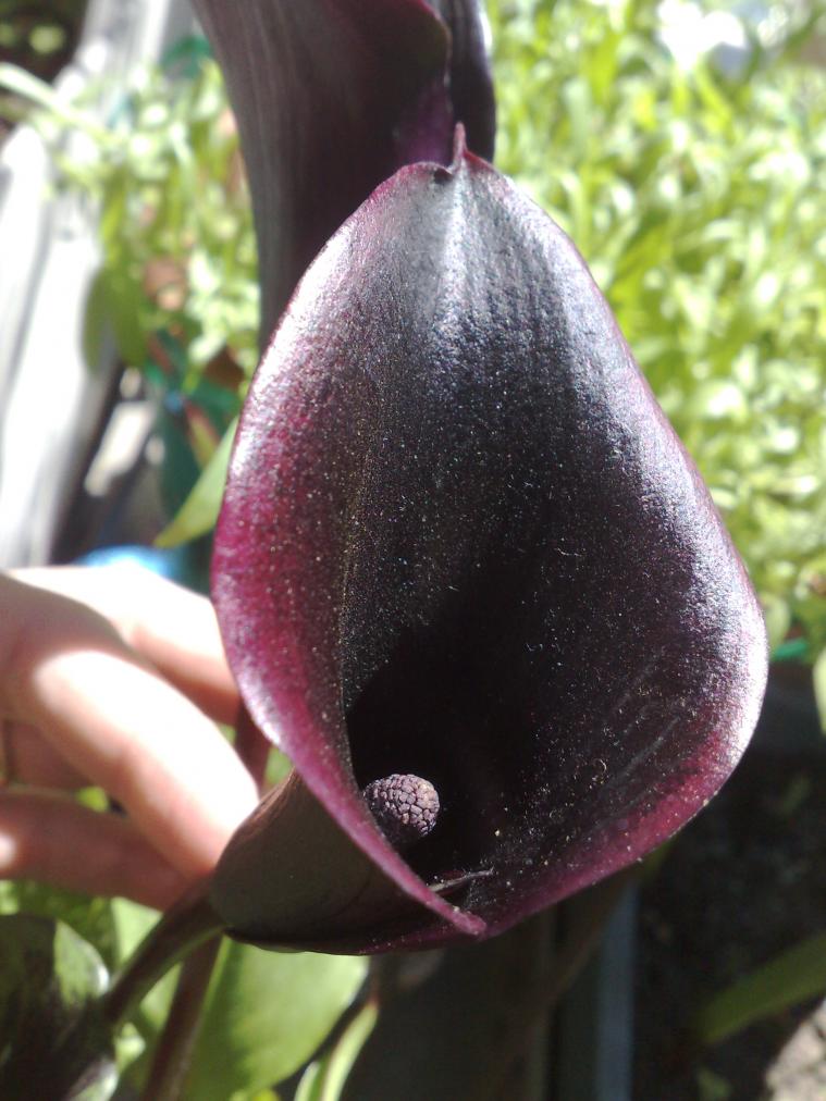 Calla nera