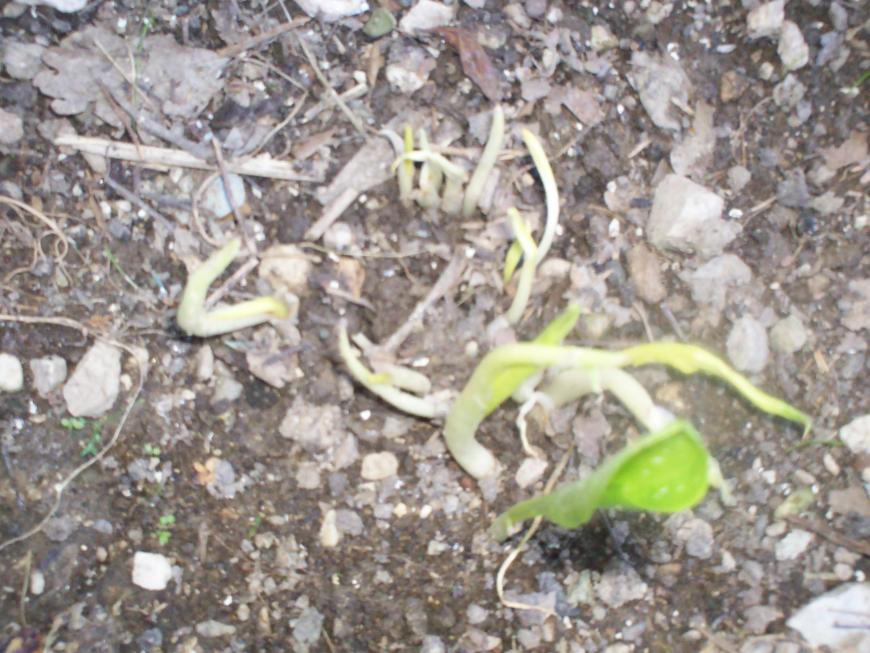 calla rosa soffocata