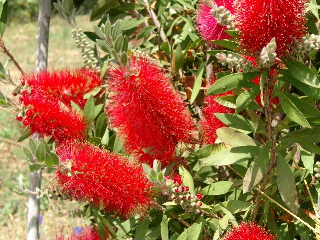 Callistemon citrinus 'Splendens'