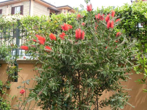 callistemon