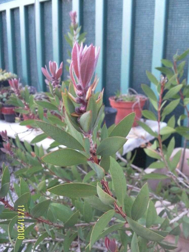 callistemon