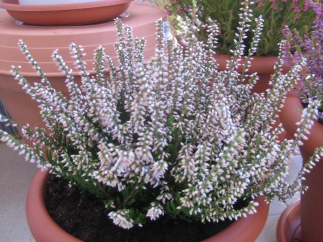 Calluna