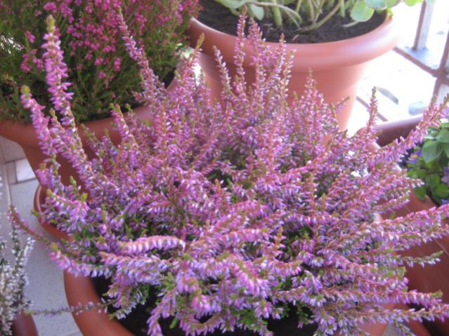 Calluna