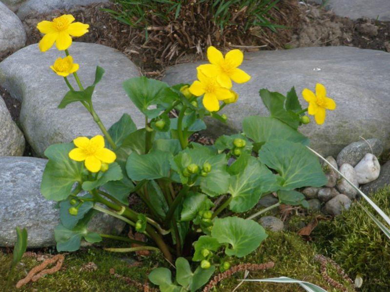 Caltha palustris - Botton d'oro