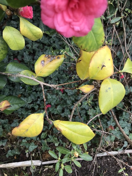 Camelia 1