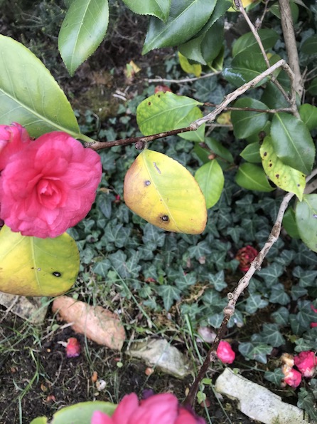 Camelia 2
