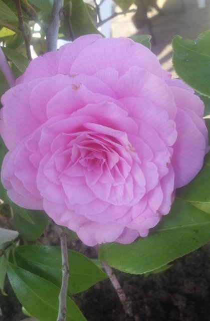 Camelia Betty Ridley