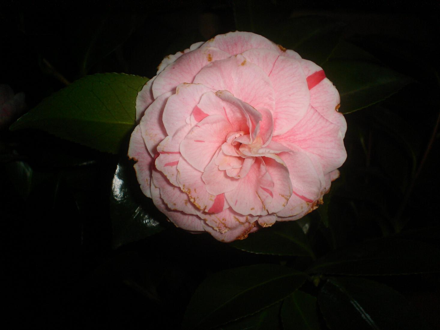 Camelia Bonomiana