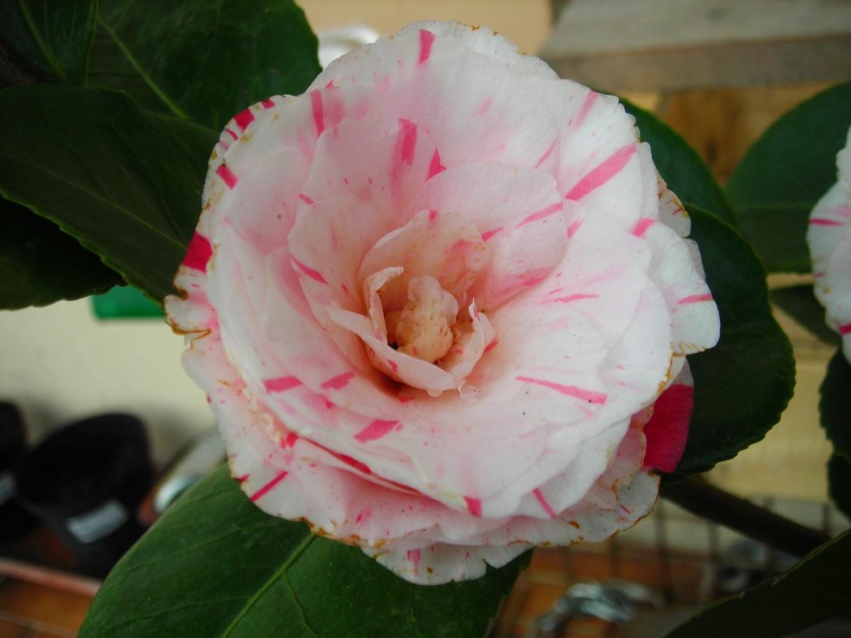 camelia contessa Lavinia Maggi