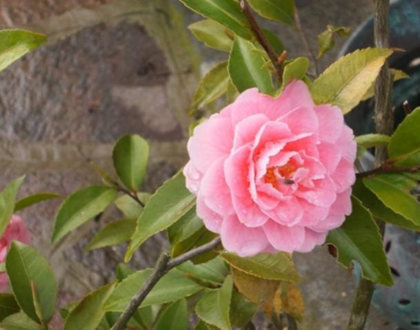 Camelia Fragrant joy