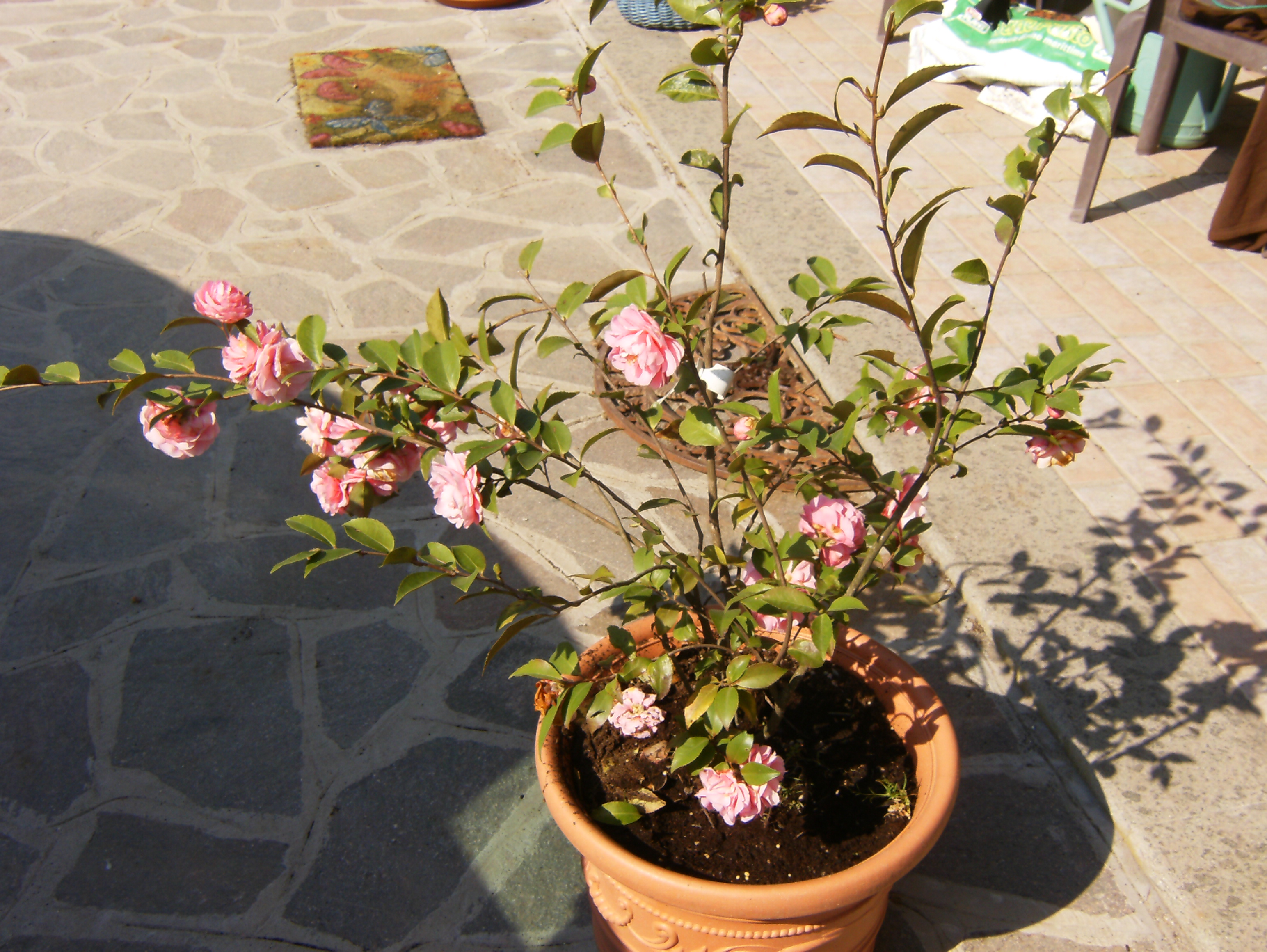 Camelia Fragrant joy