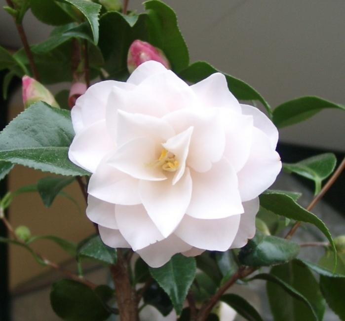 Camelia 'Hagoromo' 1