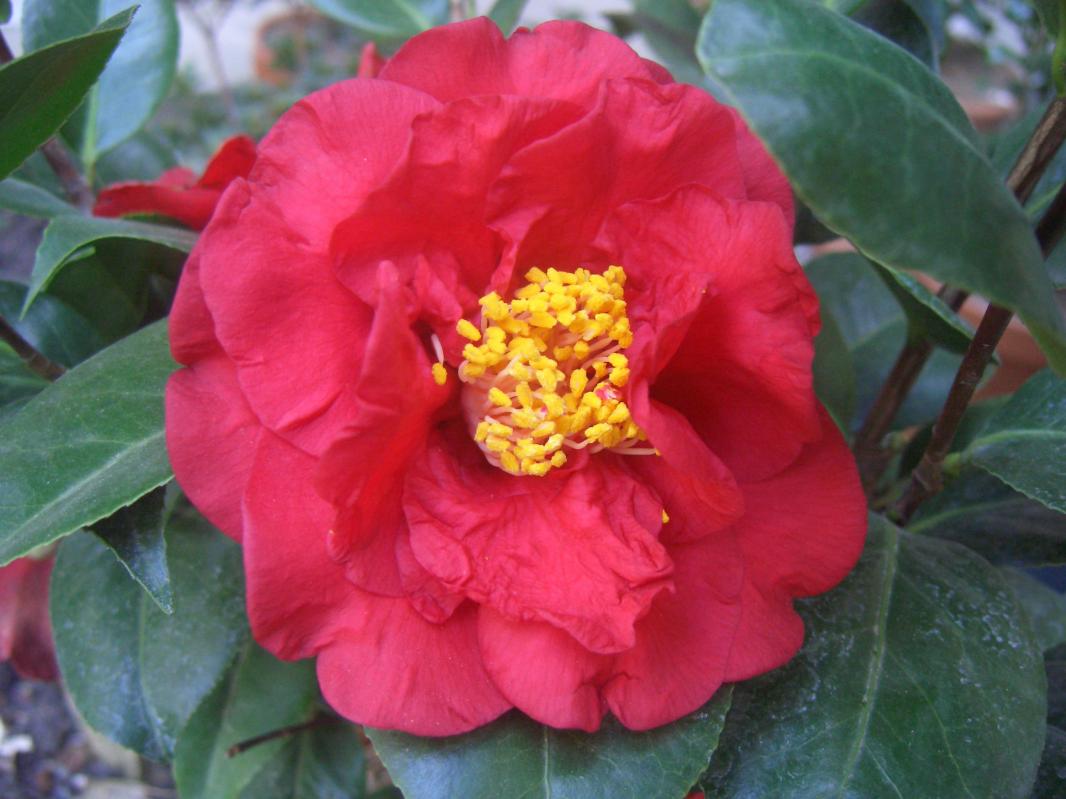 Camelia Japonica Dr.Burnside