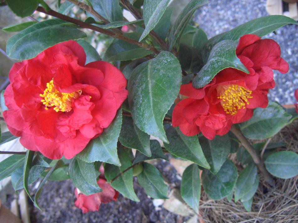 Camelia Japonica Dr.Burnside