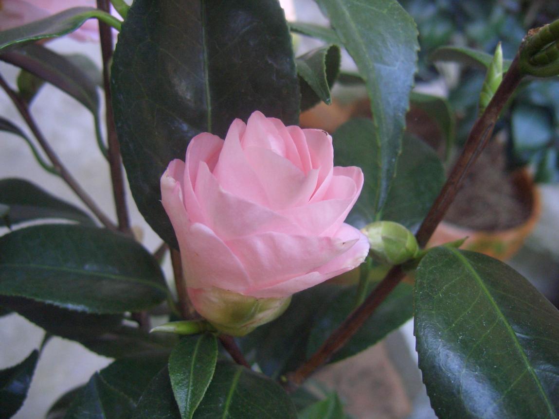 Camelia Japonica Hagoromo