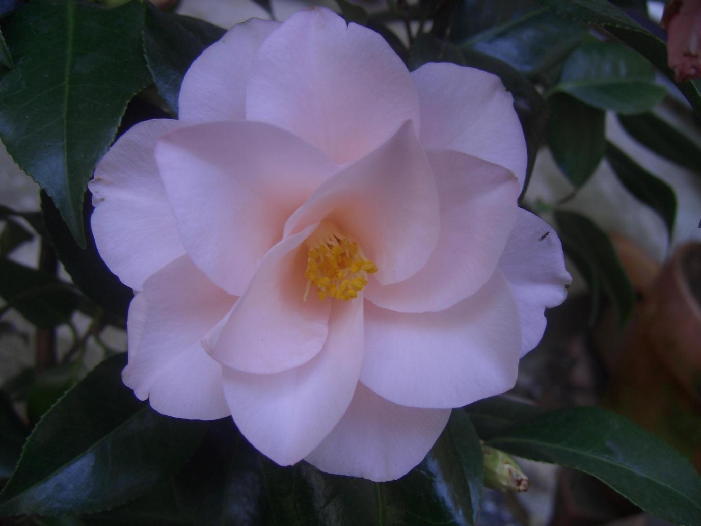 Camelia Japonica Hagoromo