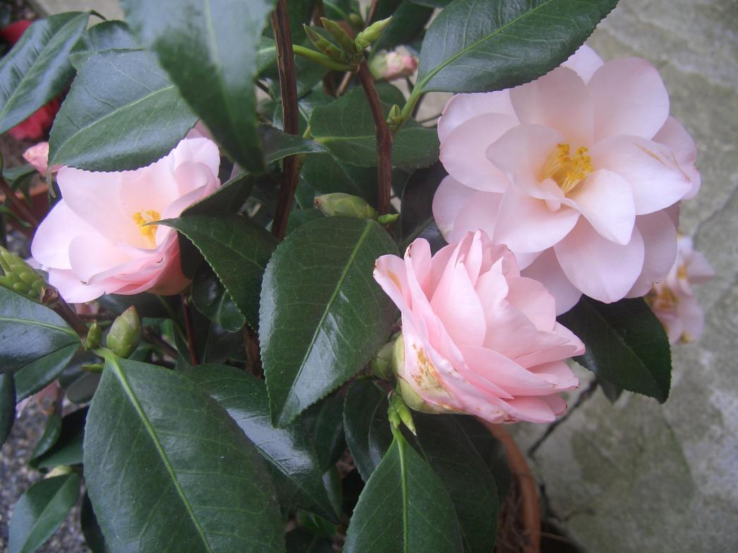 Camelia Japonica Hagoromo