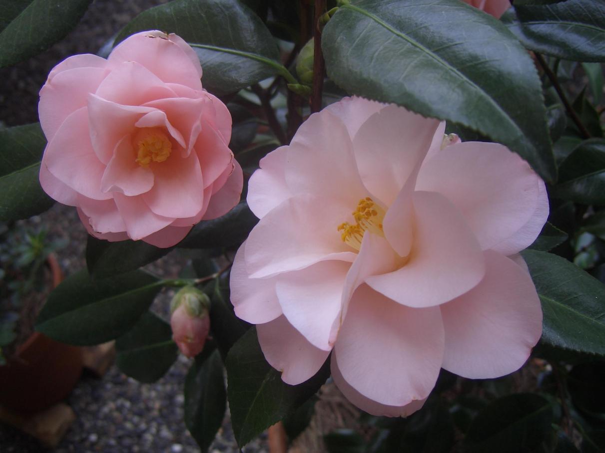 Camelia Japonica Hagoromo