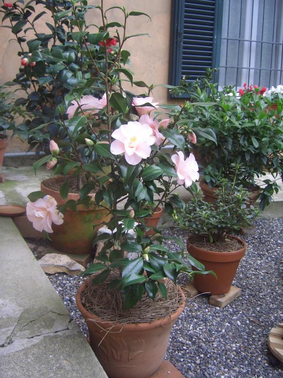 Camelia Japonica Hagoromo