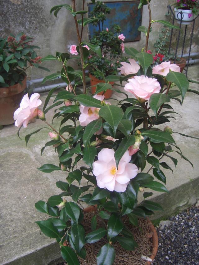 Camelia Japonica Hagoromo