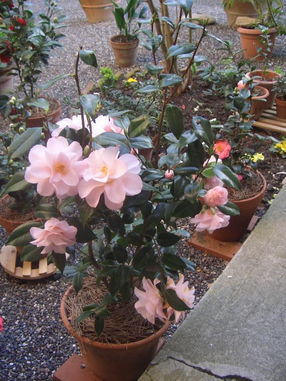 Camelia Japonica Hagoromo