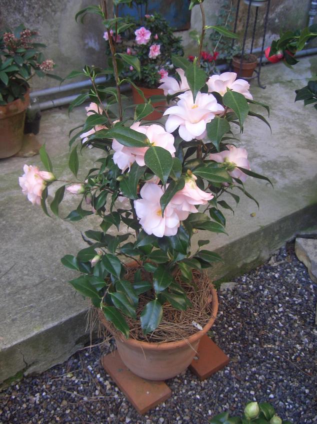 Camelia Japonica Hagoromo