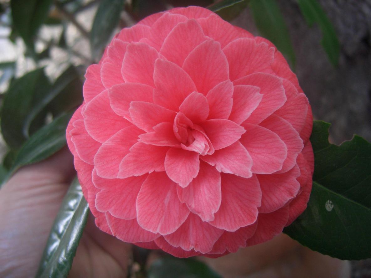 Camelia Japonica Mrs. Tingley