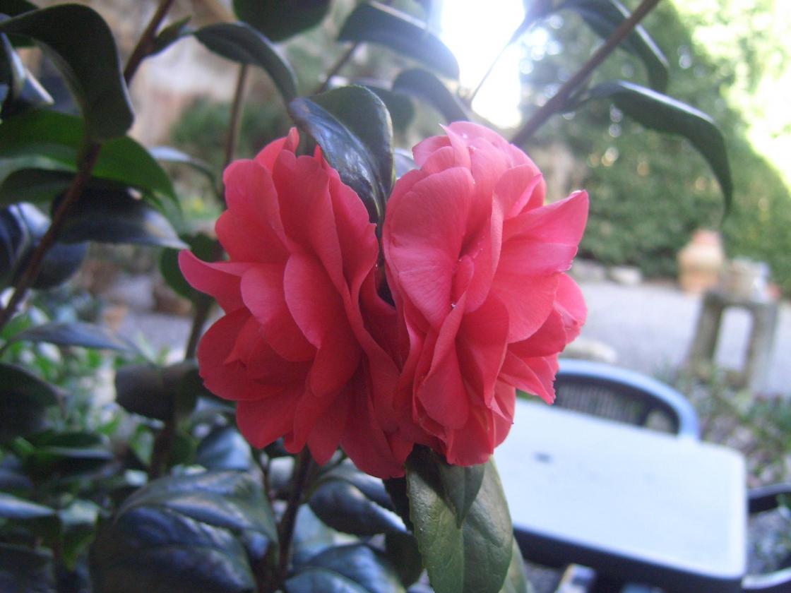 Camelia Japonica non identificata