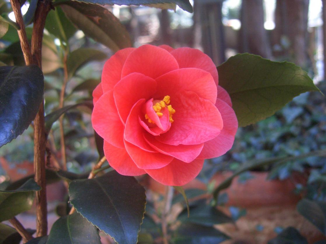 Camelia Japonica non identificata