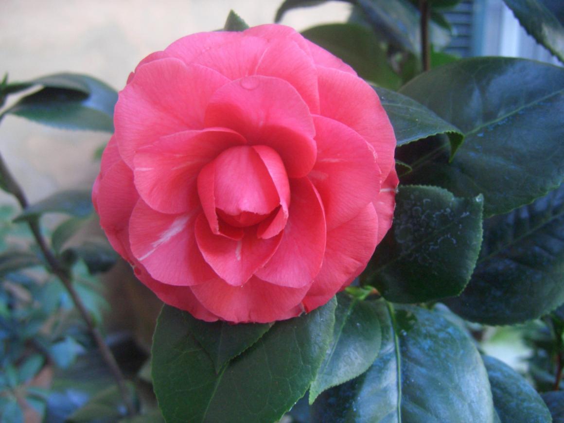 Camelia Japonica non identificata