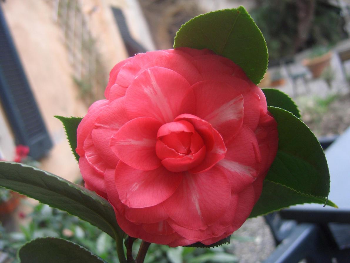 Camelia Japonica non identificata