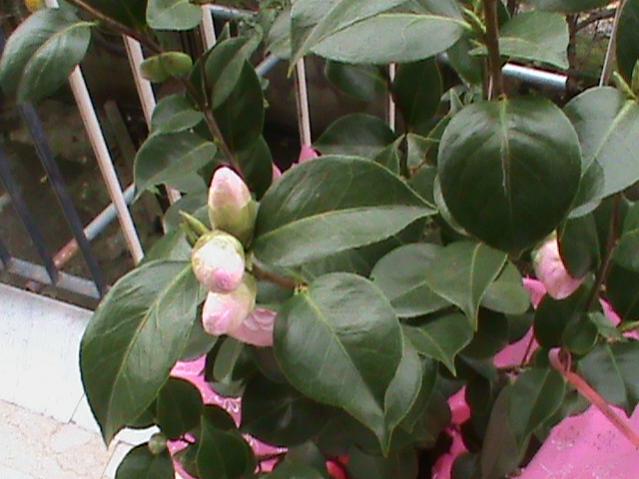 camelia japonica pearl maxwell