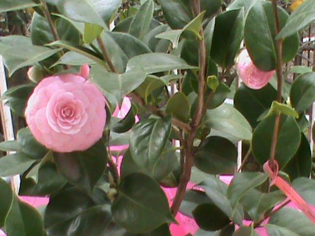 camelia japonica pearl maxwell