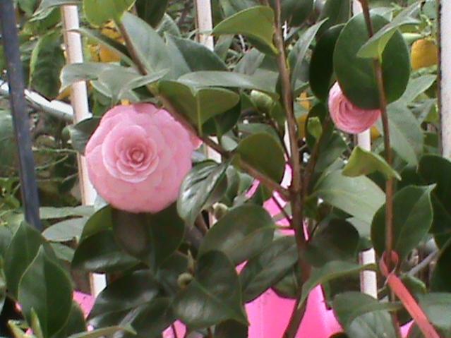 camelia japonica pearl maxwell