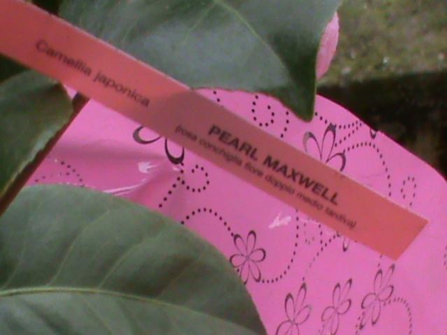 camelia japonica pearl maxwell