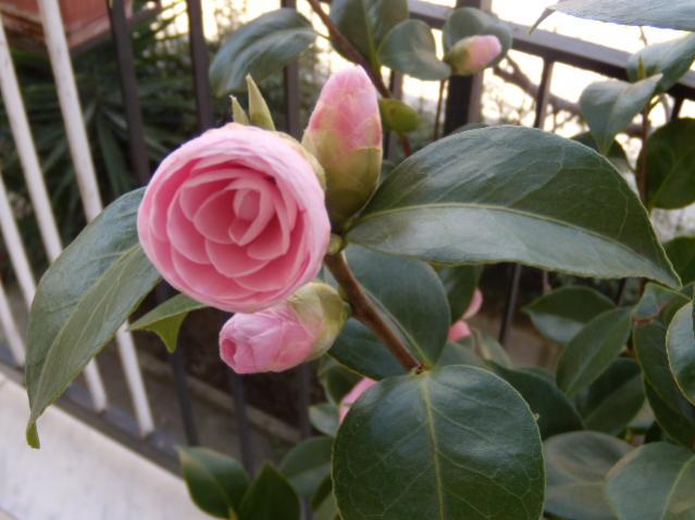 camelia japonica pearl maxwell