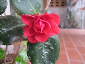 Camelia japonica Rosedale's Beauty