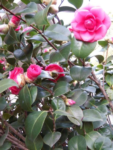 Camelia Japonica Rosedale's Beauty