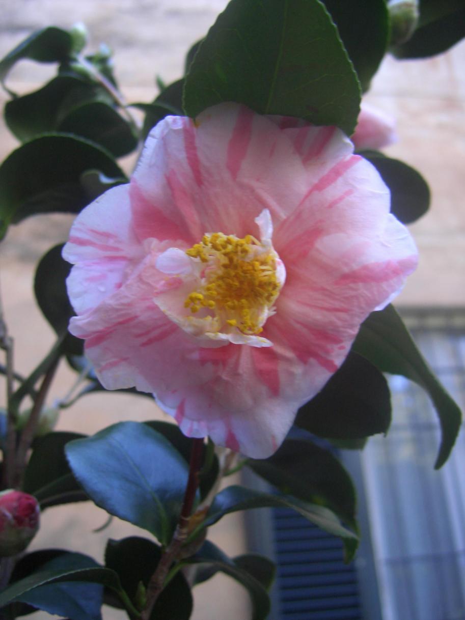 Camelia Japonica Tricolor Florentine