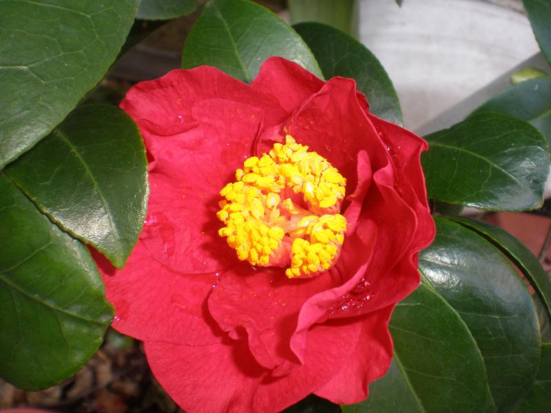 camelia marzolina