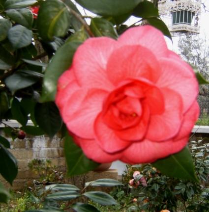 Camelia mathotiana