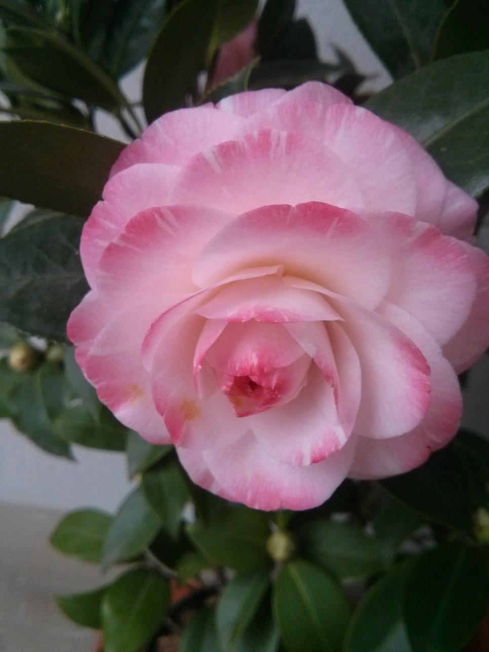 Camelia Nuccio's Pearl