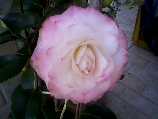 Camelia Nuccio's Pearl