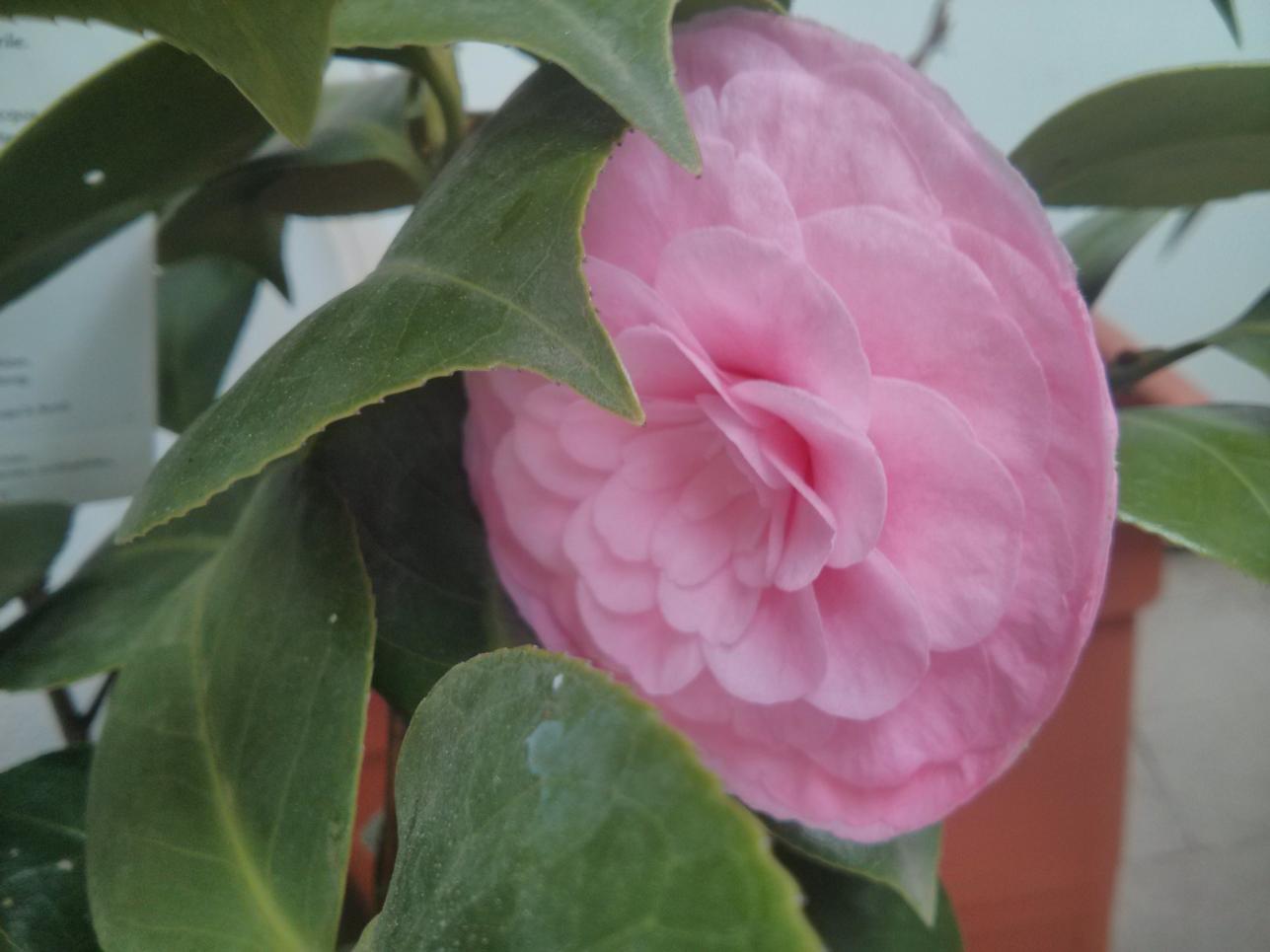 Camelia "Pearl Maxwell" e il fiore a disco volante