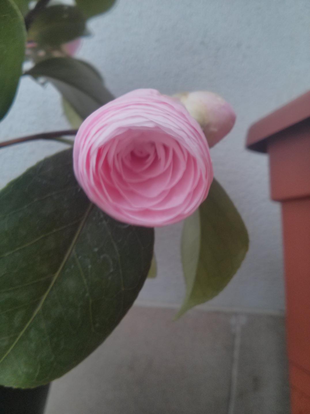 Camelia "Pearl Maxwell"