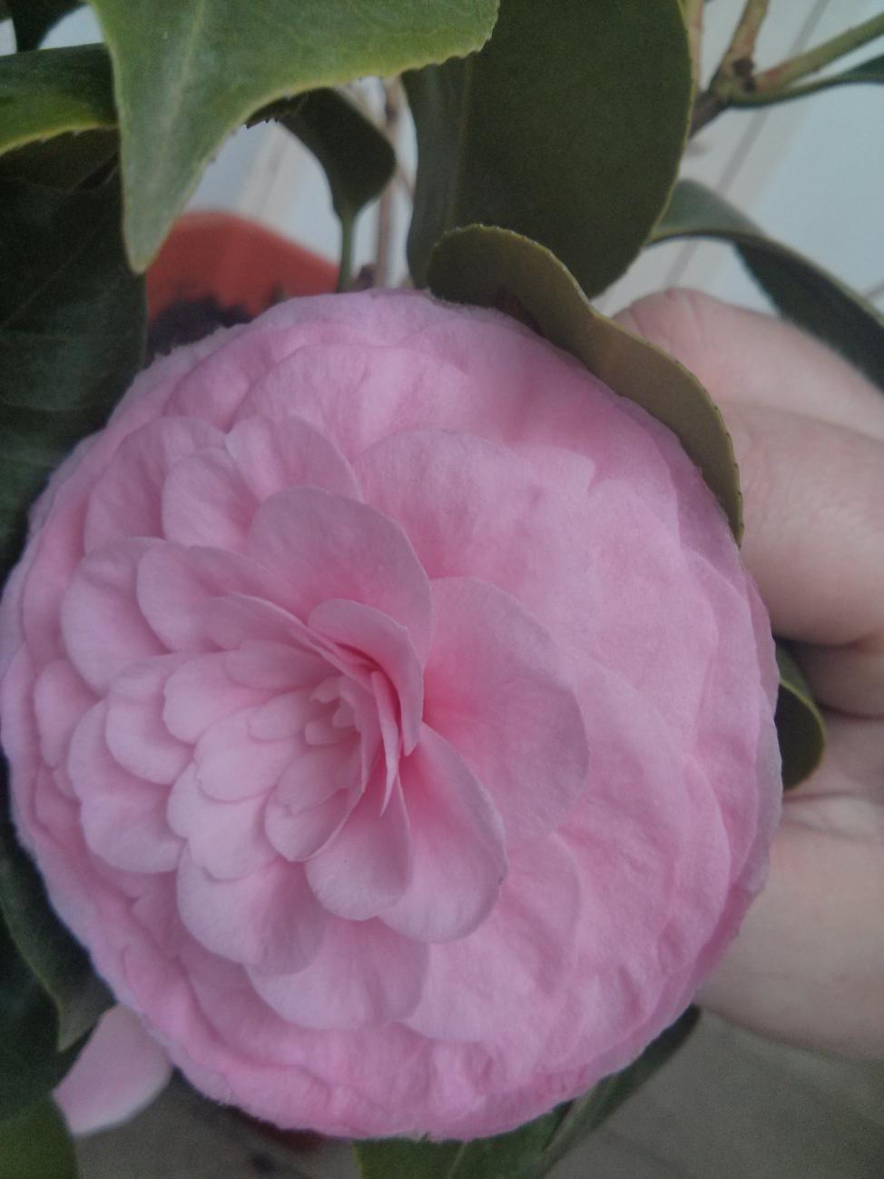 Camelia "Pearl Maxwell"